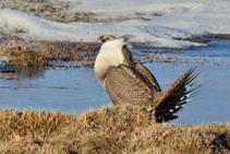 sage grouse