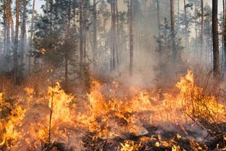 A wildfire burns in the forest.